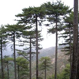 Pin laricio de Corse / Pinus nigra corsicana